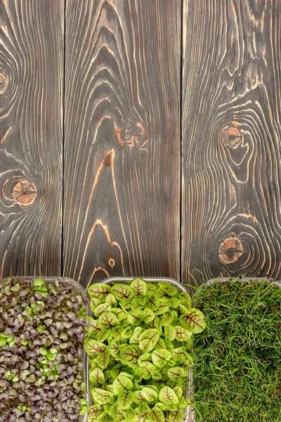 Op een houten ondergrond staan drie kisten met jonge spruiten van zuring, ui en rood. Kopieer ruimte op houten achtergrond. Microgroen, plat lay — Stockfoto