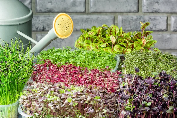 Het kweken van gezonde micro-greens thuis. Scheuten van jonge groene amarant, basilicum, zuring — Stockfoto