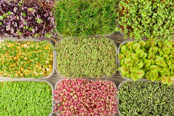 Large selection of different microgreens. Photography from above, boxes with sprouts of young green peas, radishes, mustard, basil. Unusual background — Stock Photo, Image