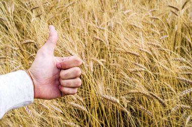 El işaretleri gibi nedeniyle iyi bir hasat gösteriyor.