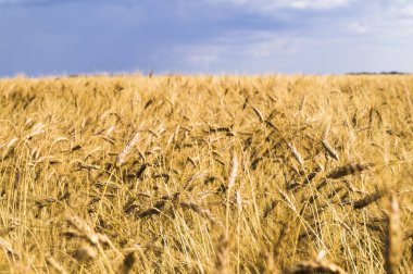 Buğday tarlası ve bulutlu yaz manzarası