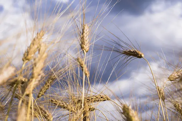 Пейзаж красивого зрілого пшеничного врожаю — стокове фото