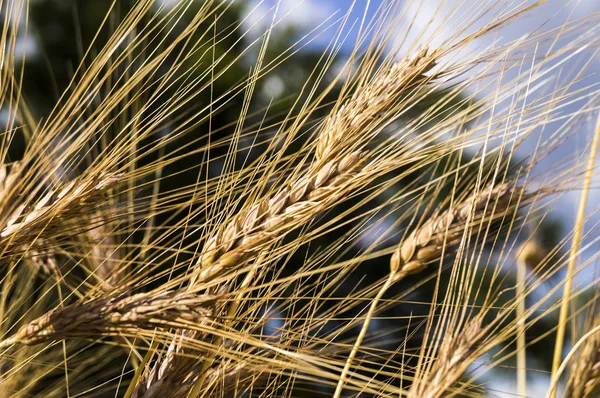 Пейзаж красивого зрілого пшеничного врожаю — стокове фото