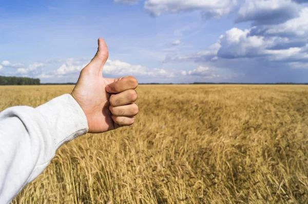 El işaretleri gibi nedeniyle iyi bir hasat gösteriyor.