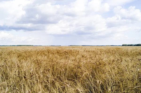 Літній ландшафт з пшеничним полем і хмарами — стокове фото