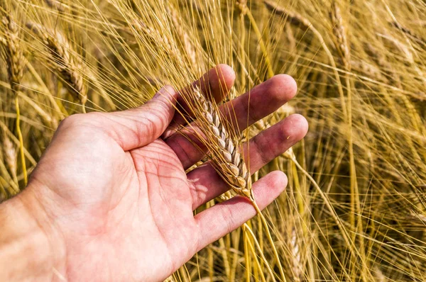 Wheat ears in the hand. Harvest concept — Stock Photo, Image