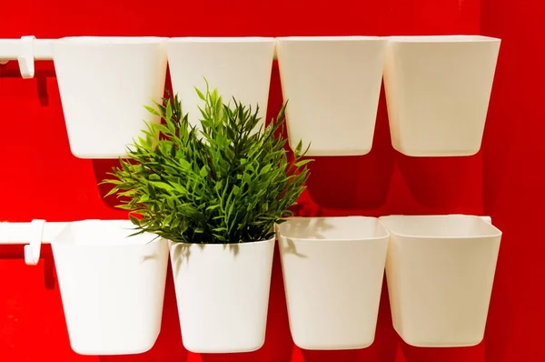 Red wall with flower pots where growing green plant, happy spring — Stock Photo, Image