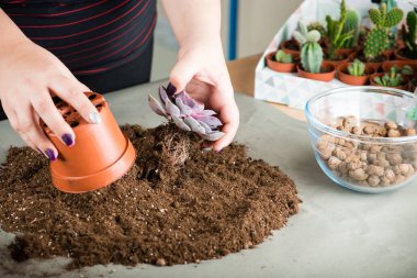 florarium dünya D kavramı ile succulents, organ nakli bitkiler,