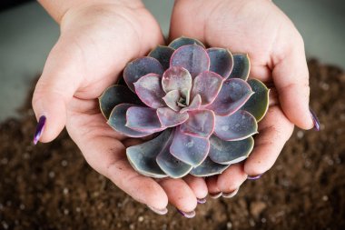 Bitki kökleri ile tutan kadının ellerinde yakın çekim