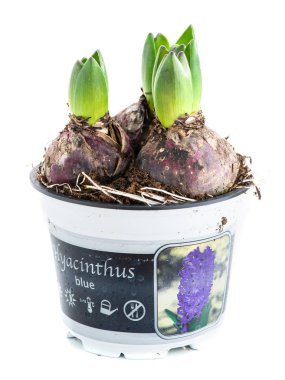 Beyaz arka plan üzerinde izole bir tencerede sümbül mikrop