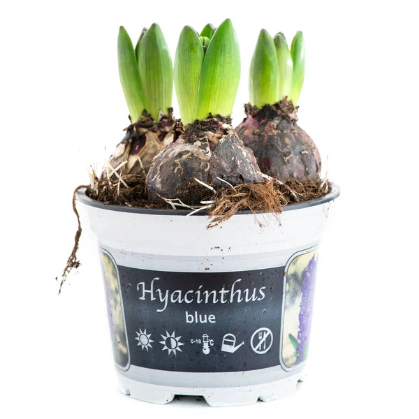 Beyaz arka plan üzerinde izole bir tencerede sümbül mikrop