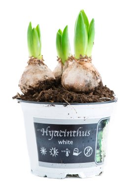 Beyaz arka plan üzerinde izole bir tencerede sümbül mikrop