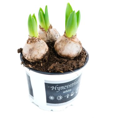 Beyaz arka plan üzerinde izole bir tencerede sümbül mikrop