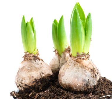 Beyaz arka plan üzerinde izole büyüyen sümbül makro