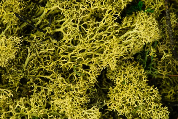 Sphagnum moss close-up abstrakt hintergrund textur — Stockfoto