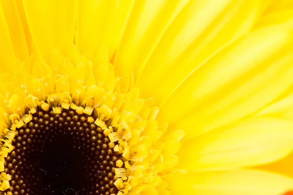 Gerbera flor macro abstrato floral fundo — Fotografia de Stock