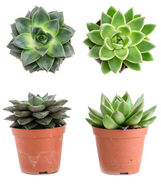 Uppsättning av kruka plantera Echeveria olika typer isolerad på en vit b — Stockfoto