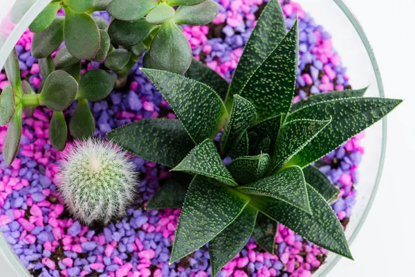 Квітник в скляних горщиках з кактусами і сукулентами — стокове фото