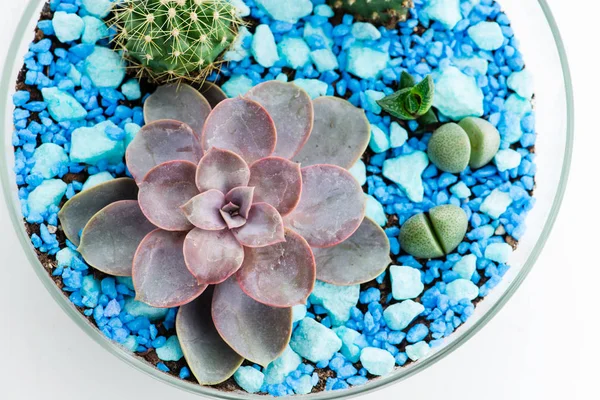 Florarium dalam pot kaca dengan kaktus dan sukulen — Stok Foto