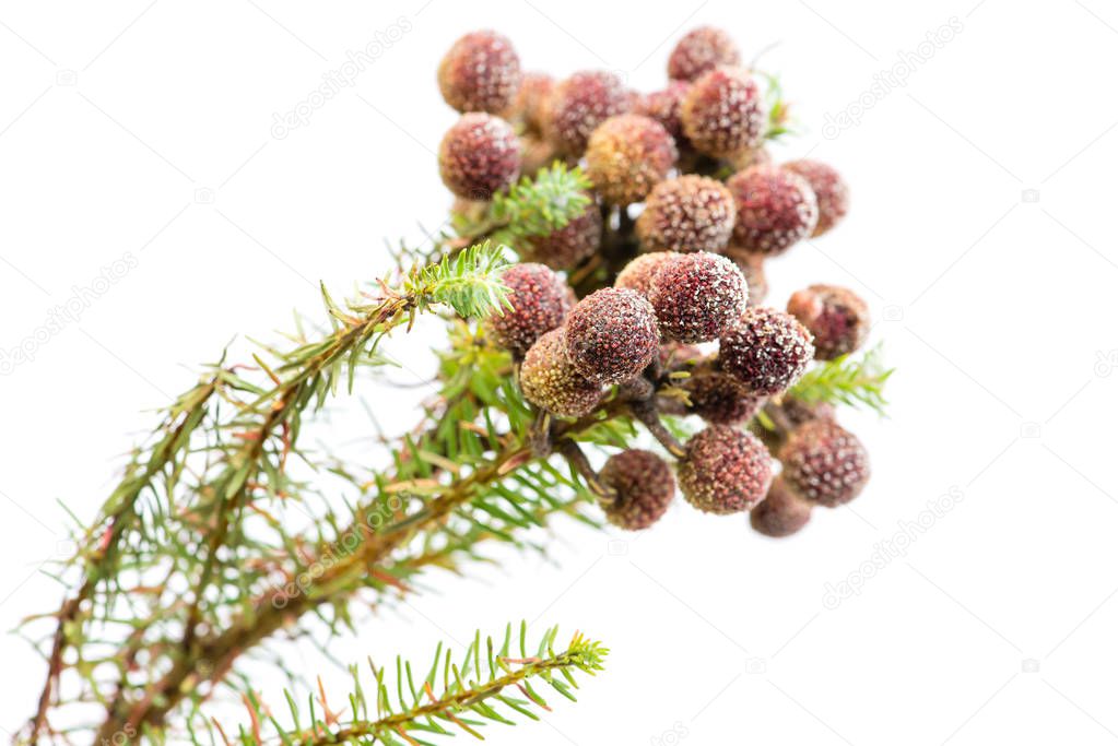 Brunia exotic plant closeup isolated on white background