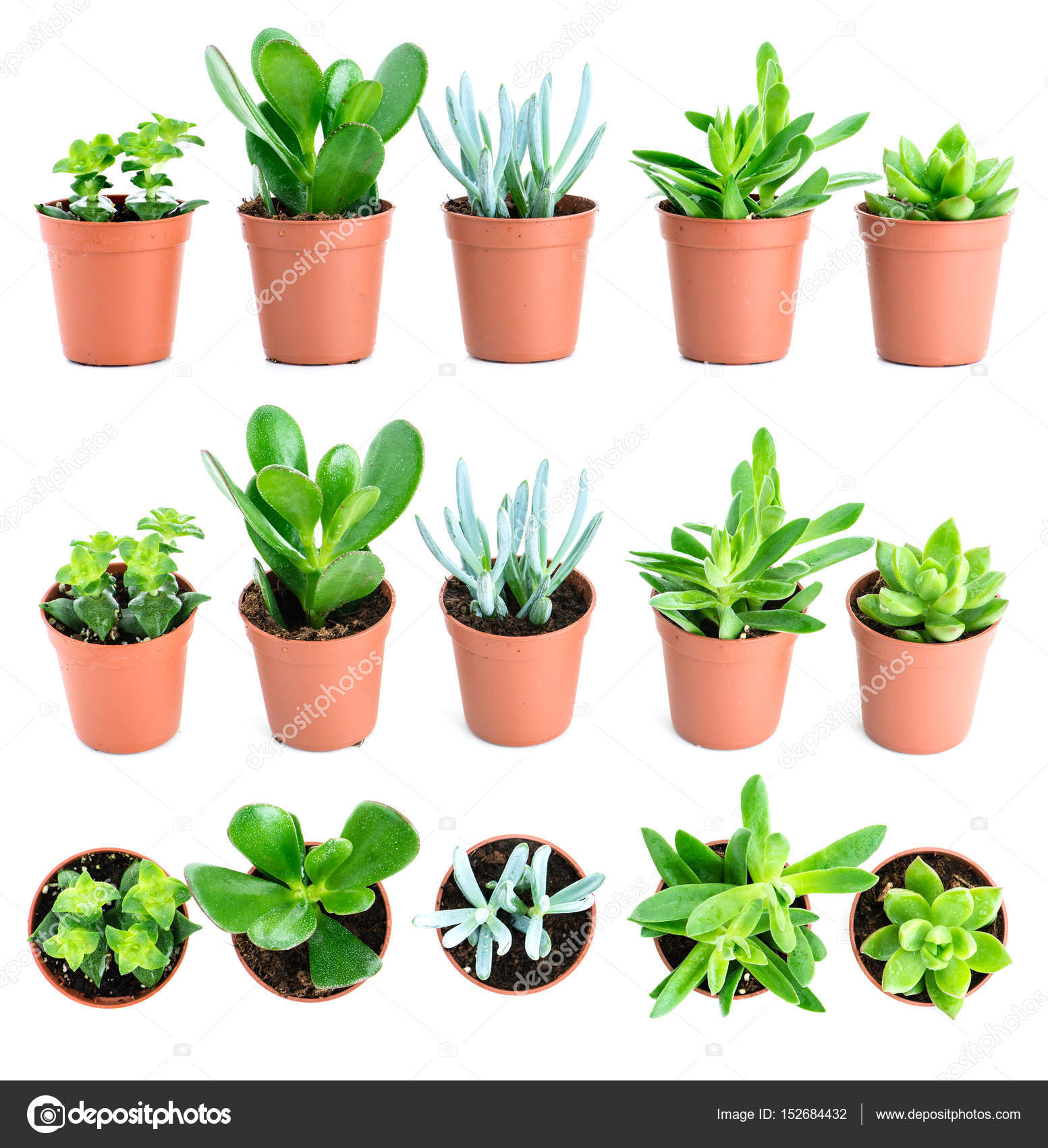 Set of pot plant Echeveria and other succulents in