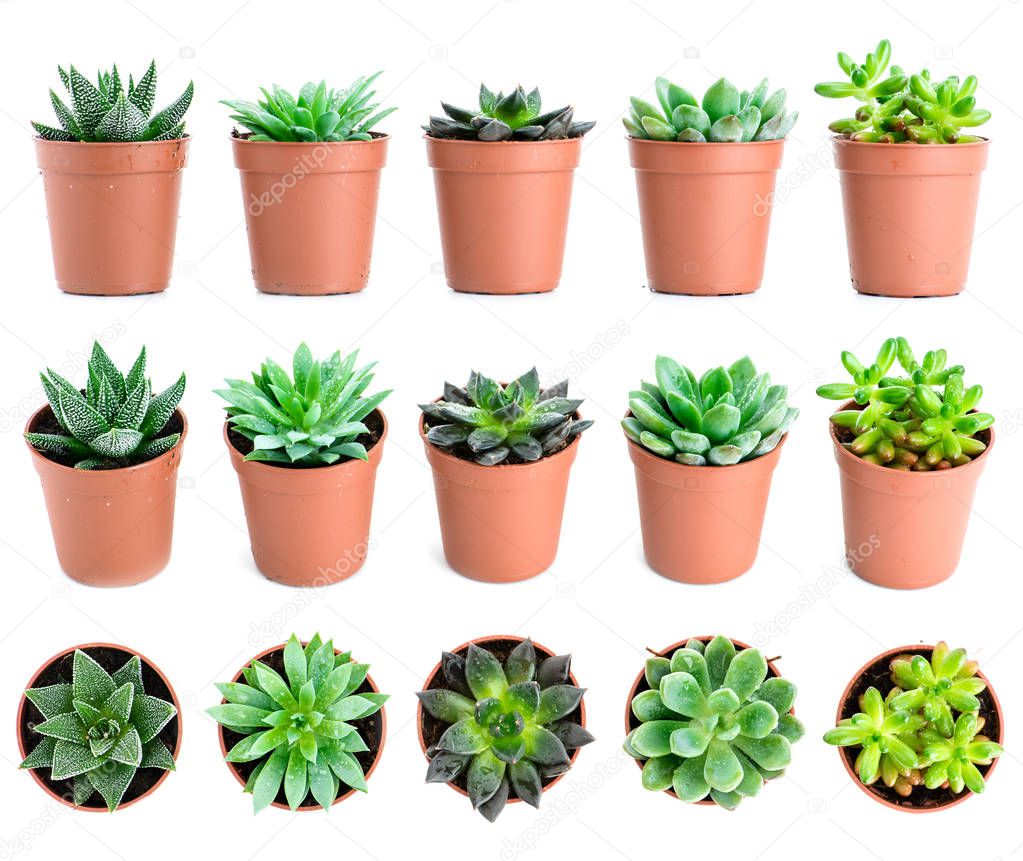 Set of pot plant Echeveria and other succulents in different typ