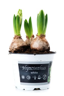 Filiz beyaz sümbül üzerinde beyaz bac izole bir tencerede Close-Up