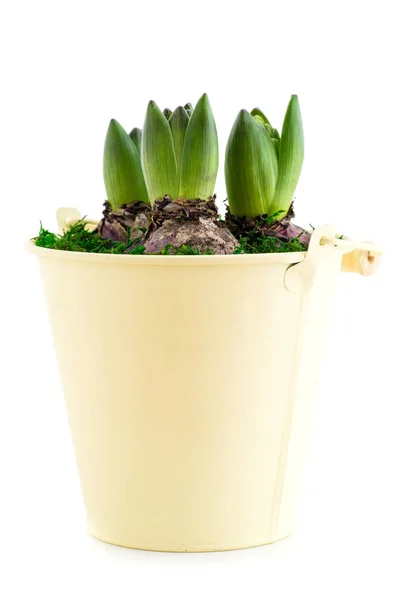 Close-up of sprout purple hyacinth in a pot isolated on white ba — Stock Photo, Image