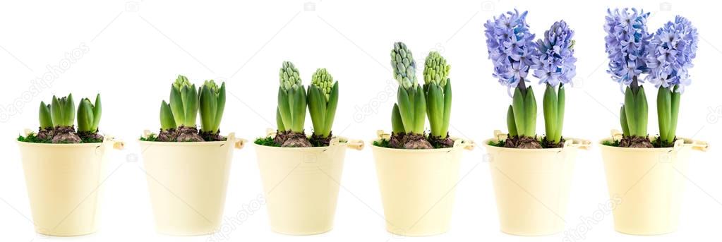 Purple hyacinth in six stages of growth and blooming