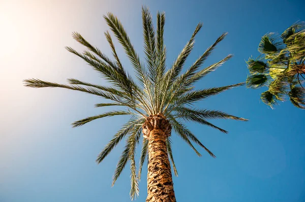 palm trees against a pretty blue sky room for your text
