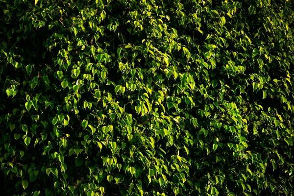 Textur der grünen Buschblätter — Stockfoto