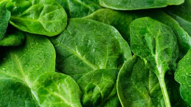 Taze yeşil ıspanak dokusu, yapraklı arka plan, sebze diyeti ve çiğ damlalı vejetaryen gıda konsepti.