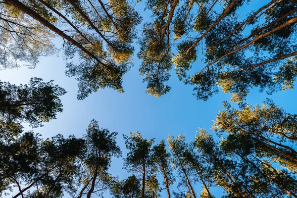 Oude Hoge Altijdgroene Dennenbomen Uitzicht Van Onder Naar Boven Zonnestralen — Stockfoto