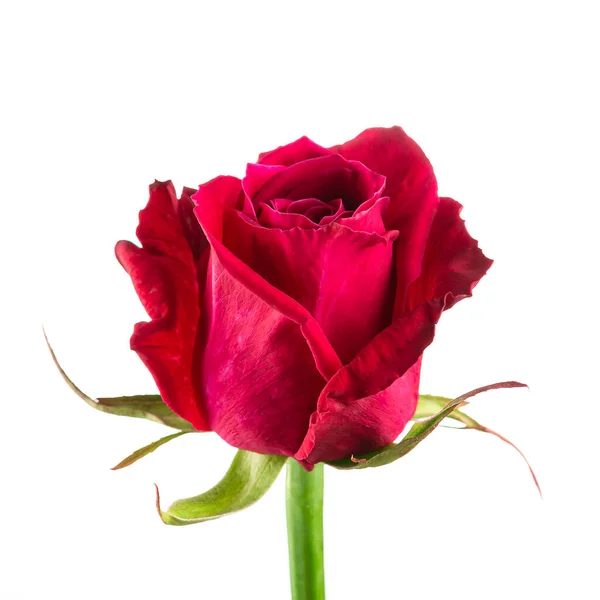 Bella Rosa Rossa Primo Piano Rosso Rosa Isolata Sfondo Bianco — Foto Stock