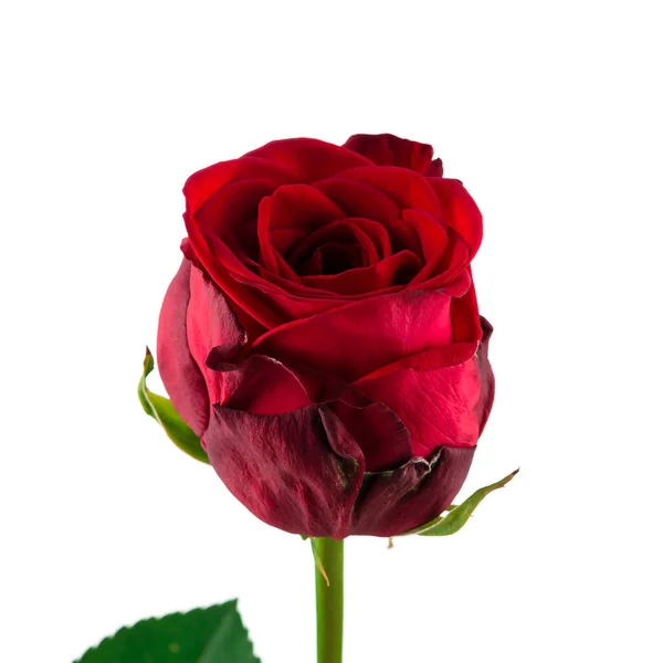 Rosa Rossa Primo Piano Isolato Sfondo Bianco — Foto Stock