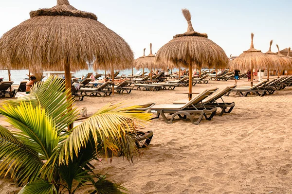 Beach Straw Umbrellas Palm Trees Umbrellas Palm Trees Beach Sun — Stock Photo, Image