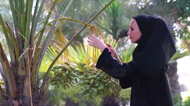 Schöne arabische Yang-Frau berührt Datteln an Baum. — Stockvideo