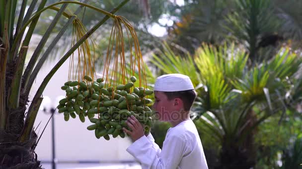 Schattige Arabische jongen raken groene datums op boom. — Stockvideo