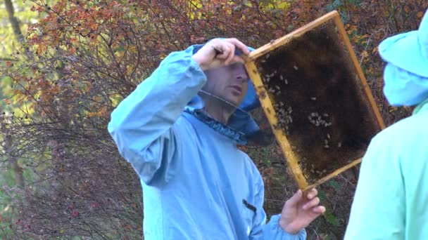 在从蜂窝中抽取蜂蜜之前 养蜂户检查蜜蜂的蜂巢 — 图库视频影像