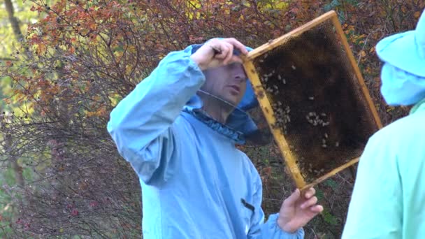 Apicultor Inspeciona Uma Colmeia Abelhas Antes Bombear Mel Dos Favos — Vídeo de Stock