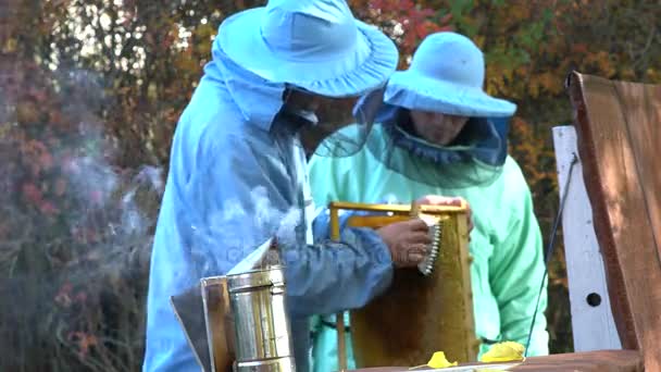 Пчеловоды Осматривают Улей Пчел Перед Выкачивать Мед Сотов — стоковое видео