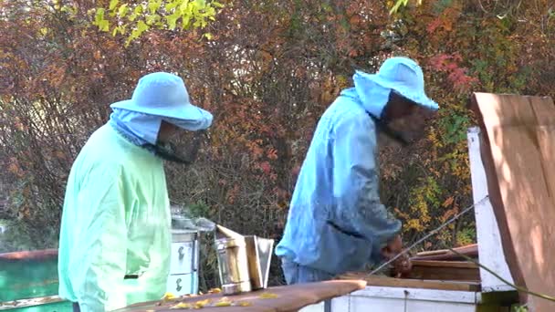 Apicultor Inspecciona Una Colmena Abejas Antes Extraer Miel Los Panales — Vídeo de stock