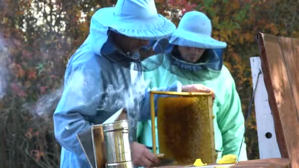 Een Imkers Inspecteert Een Bijenkorf Van Bijen Voor Honing Uit — Stockvideo