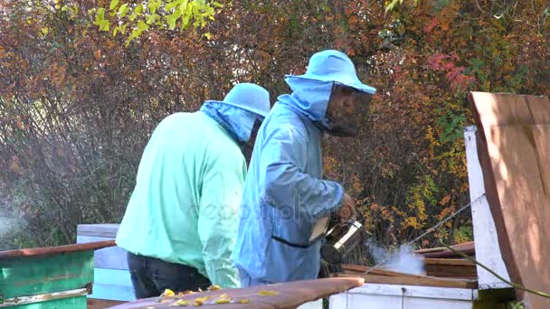 Apicultor Inspecciona Una Colmena Abejas Antes Extraer Miel Los Panales — Vídeos de Stock