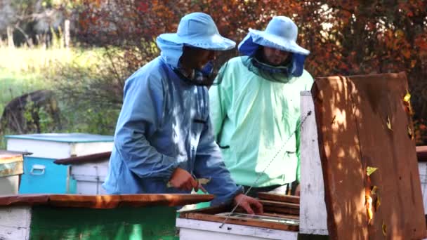 Včelaři Kontroluje Včelí Před Čerpací Medu Voštiny — Stock video