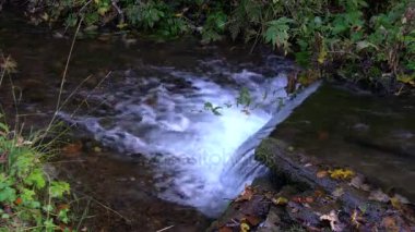 Yosunlu kayalar üzerinde çalışan orman akarsu. Carpats.