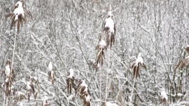 Kuru sazlık kar ile doğa arka plan titredin.