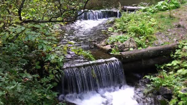 Cours Eau Montagne Dans Forêt Ukraine Montagnes — Video