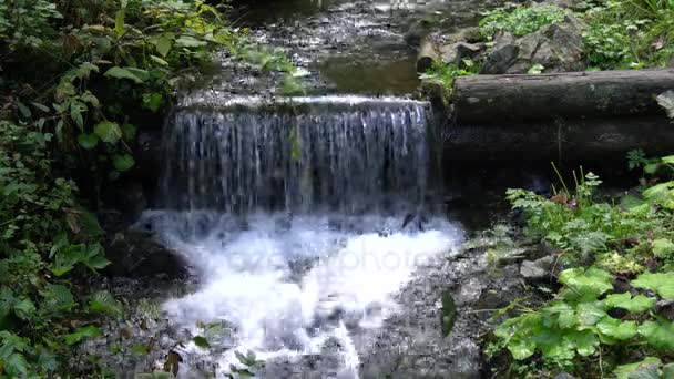 Bergbach Forest Ukraine — Stockvideo