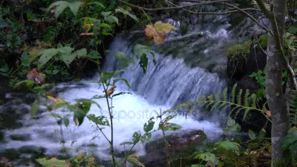 Górski Potok Lesie Ukraine Europe — Wideo stockowe